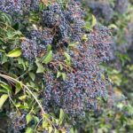 冬至と女貞子（じょていし）