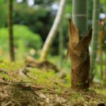 5月のおすすめ食材「筍（タケノコ）」