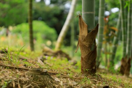 5月のおすすめ食材「筍（タケノコ）」