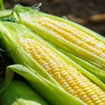 ６月のおすすめ食材「玉蜀黍（とうもろこし）」