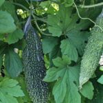７月のおすすめ食材「苦瓜（ゴーヤ）」