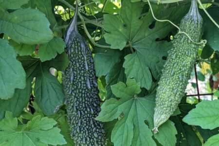 ７月のおすすめ食材「苦瓜（ゴーヤ）」
