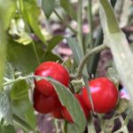８月「蕃茄（トマト）」抗酸化力と夏バテ予防