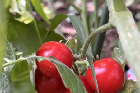 ８月「蕃茄（トマト）」抗酸化力と夏バテ予防