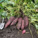 10月「さつま芋」胃腸を整え元気な秋を過ごそう