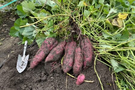 10月「さつま芋」胃腸を整え元気な秋を過ごそう