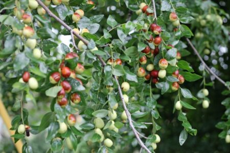 みんな大好き「棗（なつめ）」